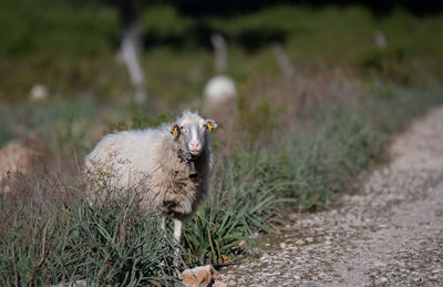 View of an sheep on field