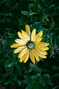 Close-up of raindrops on yellow flower