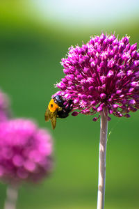 Close-up of bee on purple flower