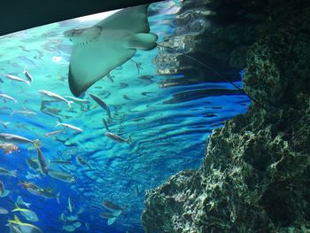 Fish swimming in sea