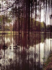 Reflection of trees in lake