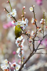 Close-up of cherry blossom