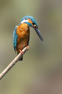 Close-up of bird perching on a branch