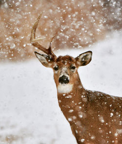 Portrait of deer in snow