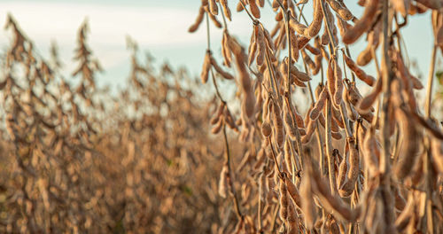 Close-up of stalks in field