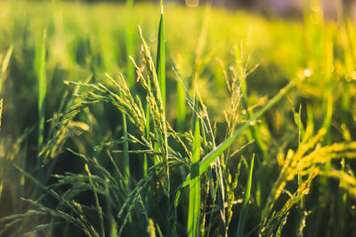 Close-up of crops growing on field