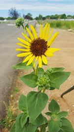 Close-up of yellow flowers blooming in field