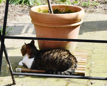 Portrait of cat sitting outdoors