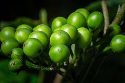 Close up bunch green takokak or finch eggplant , solanum torvum on the tree.