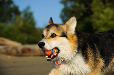 Close-up of pembroke welsh corgi carrying ball in mouth while walking on field