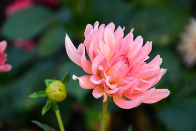 Close-up of pink rose flower