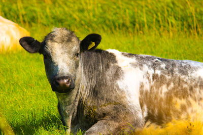 Portrait of cow on field