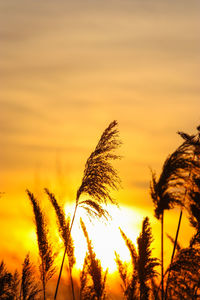 Close-up of plant against sunset