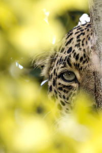 Close-up of cat