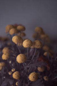 Close-up of flowering plant