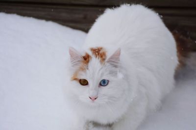 Close-up portrait of cat