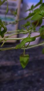 Close-up of green plant