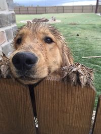 Close-up portrait of a dog