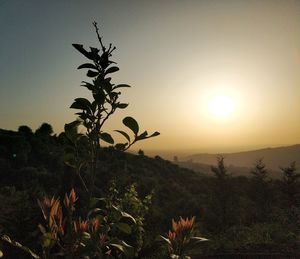 Plants growing on land against sky during sunset