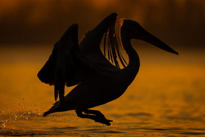 Close-up of bird flying over field