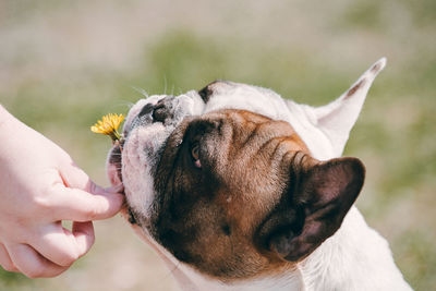 Close-up of hand with dog