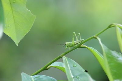 Close-up of insect on leaf