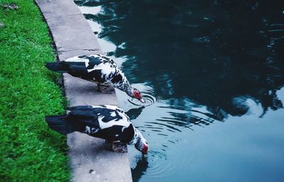 High angle view of dog in water