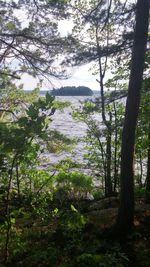 Scenic view of lake in forest