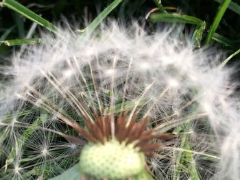 Close-up of dandelion