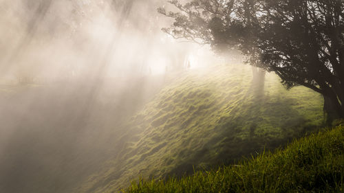 Scenic view of foggy forest