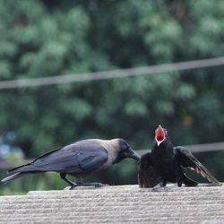 Close-up of bird perching outdoors