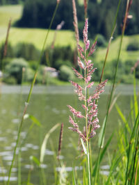 Close-up of stalks against blurred background