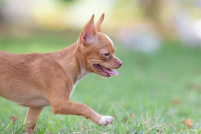 View of a dog looking away