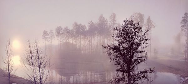 Bare trees on snow covered landscape in foggy weather