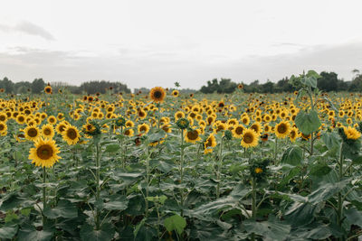 Scenic view of sunflower field against sky