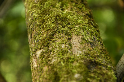 Close-up of moss growing on tree trunk