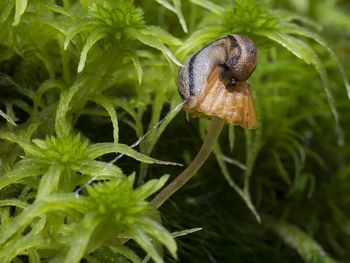 Close-up of snail on plant