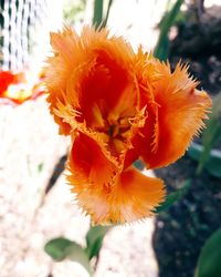 Close-up of orange flower