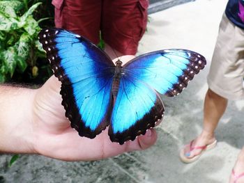 Close-up of butterfly on hand