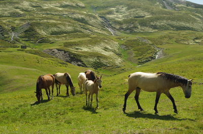 Horses grazing in a field