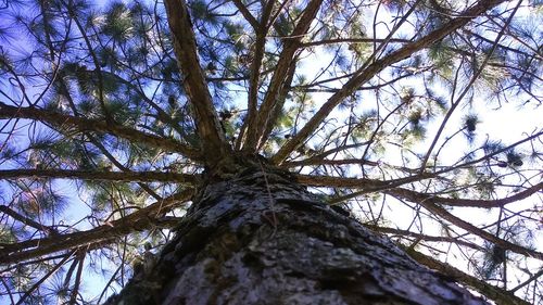 Low angle view of tree against sky