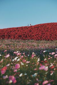 View of flowering plants on field against clear sky