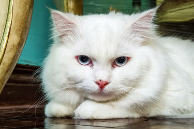 Close-up portrait of white cat