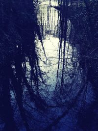 Reflection of trees in water