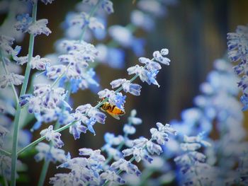 Honey bee on lavenders