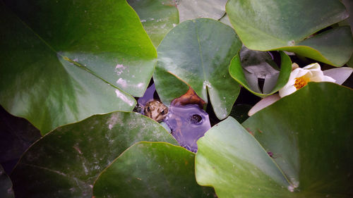 Close-up of water drops on leaves