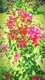 Close-up of pink flowers