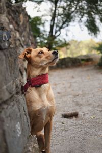 View of a dog looking away