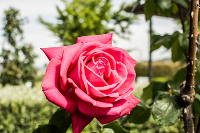 Close-up of red rose