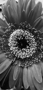 Close-up of daisy flower